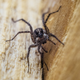 Illustration for article titled Restaurant manager sues for $1 million, claiming he was bit by venomous spiderem/em